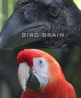 Смотреть Онлайн Думают ли птицы? / Bird Brain [2011]